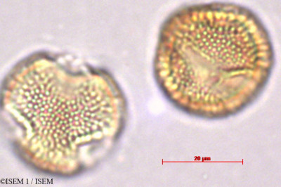 ISEM 1/Ilex_vomitoria_29412/Ilex_vomitoria_29412_0001(copy)_thumb.jpg
